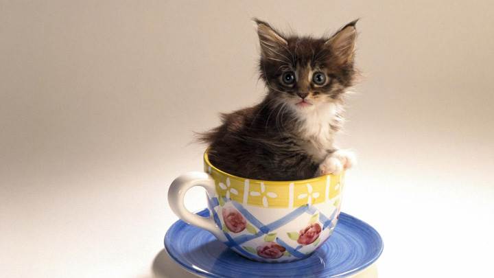 Cat Is Sitting In A Cup Of Tea
